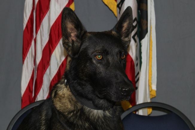 K9 Officer Blitz