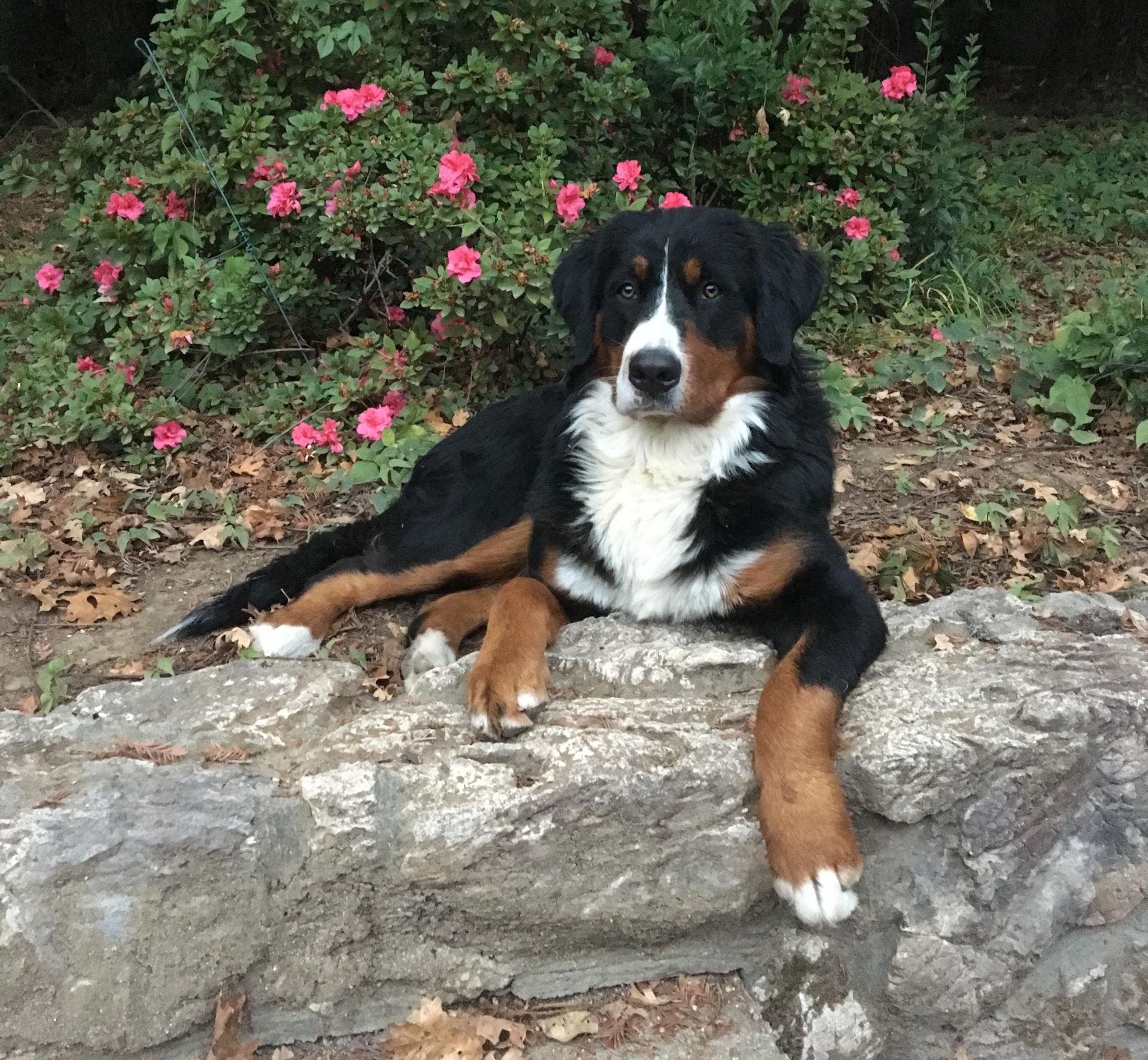 Luna, a 1-year-old Bernese mountain dog who had hip replacement surgery at UC Davis veterinary hospital