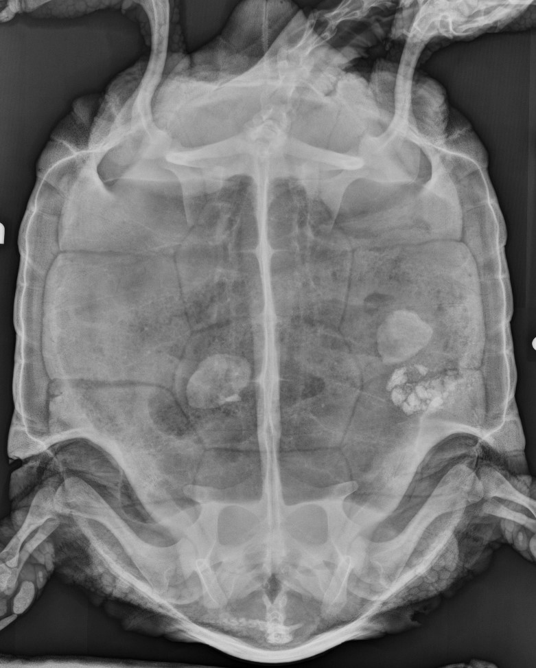 x-ray of desert tortoise showing bladder stones