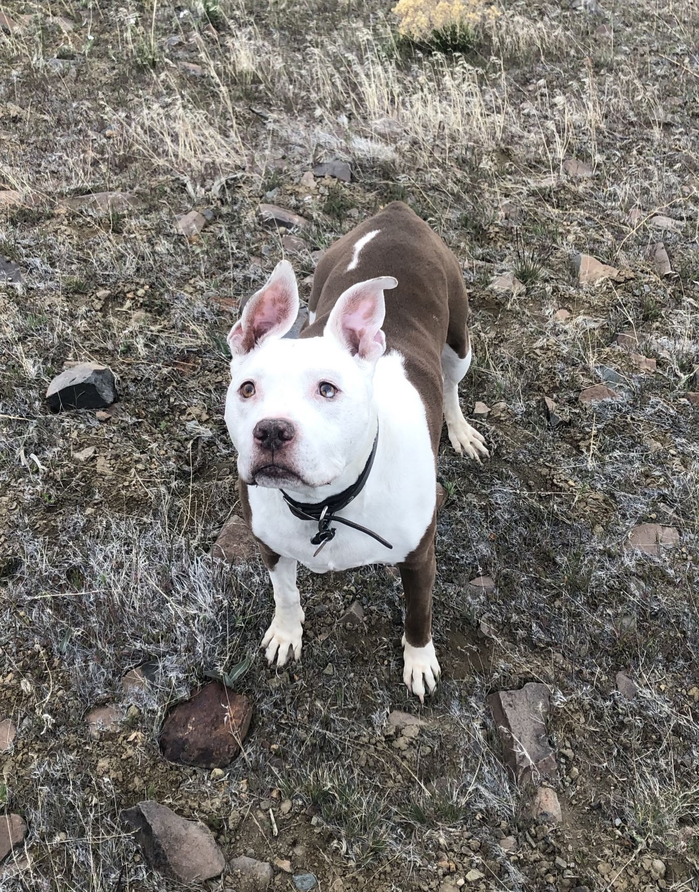 Mugsy was treated with chemotherapy at the UC Davis veterinary hospital.