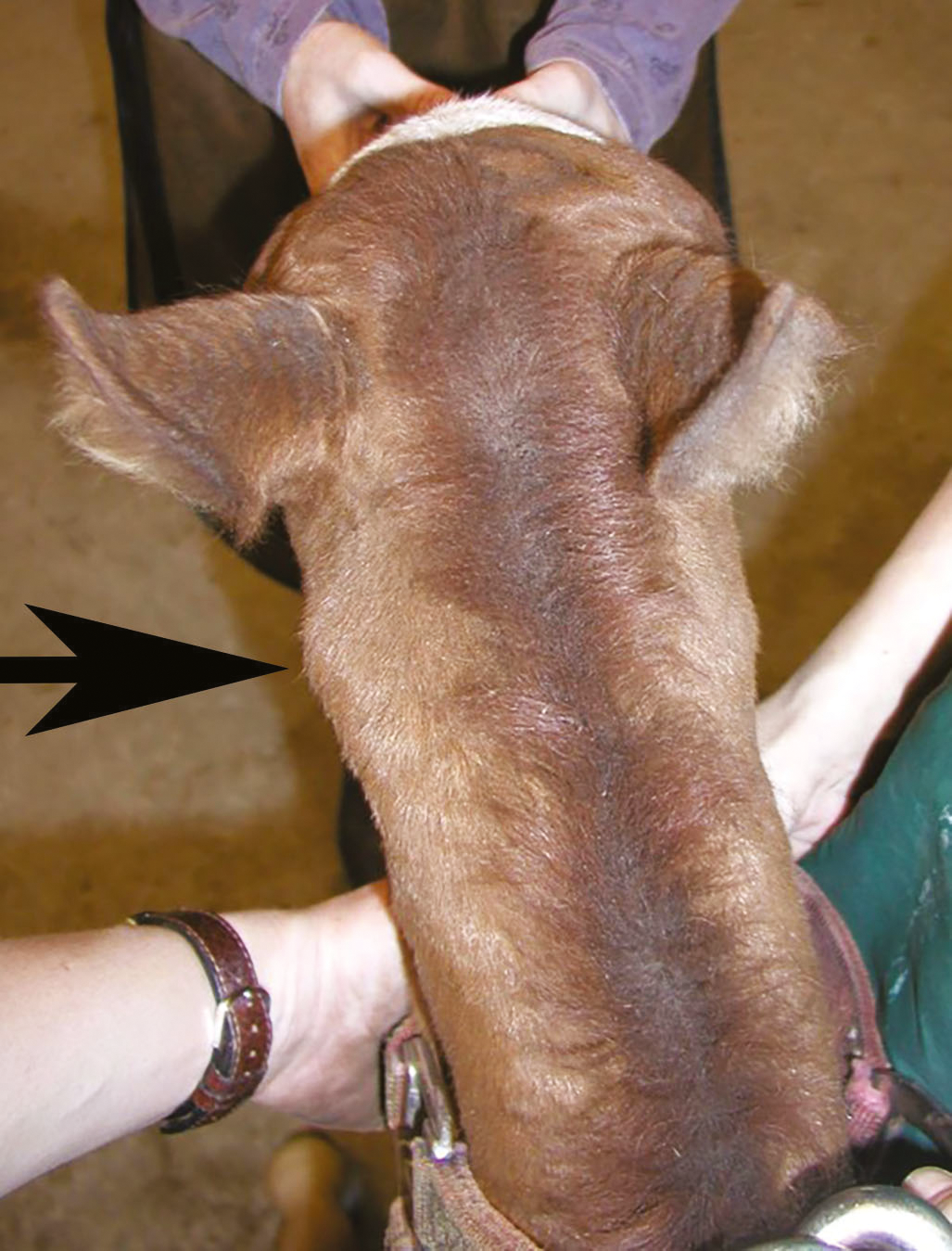 Dorsal view of malformation of cervical spine in Arabian filly with OAAM (arrow indicates region of malformation). Bordari et al., 2017