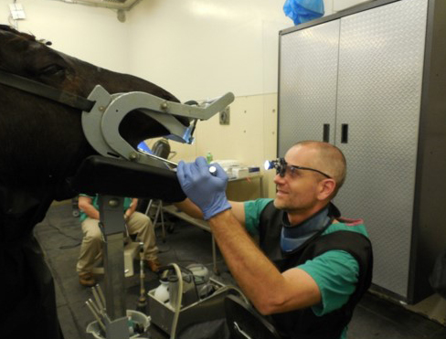 Equine Dentistry and Oral Surgery Service
