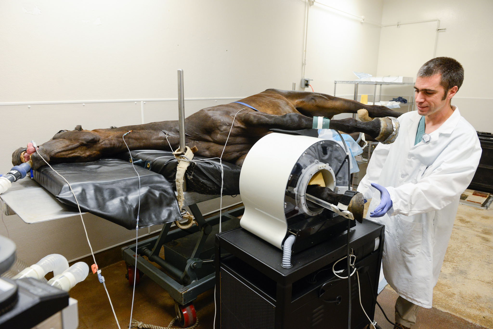 anesthetized horse receiving PET scan at UC Davis