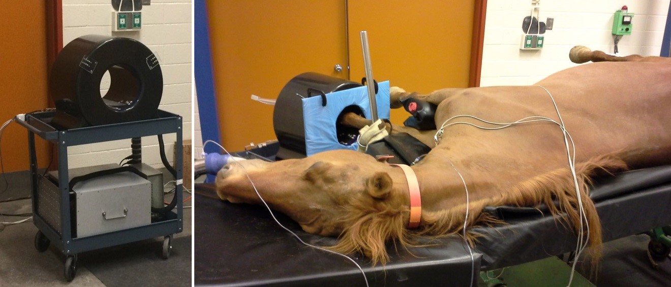 The photo on the left shows the portable PET scanner used for equine PET imaging. On the right, the left foot of a horse is being imaged with the system.