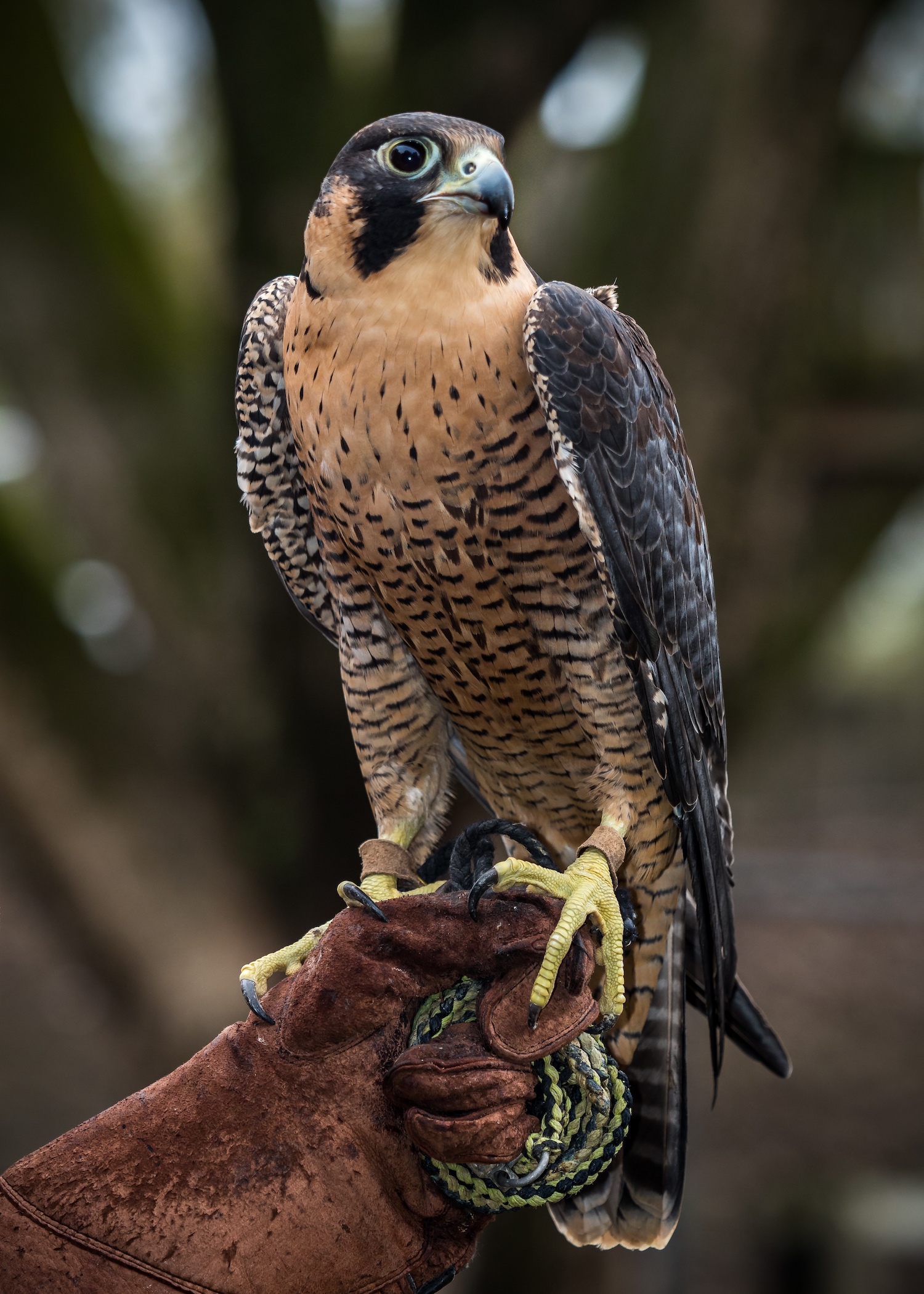 peregrine falcon