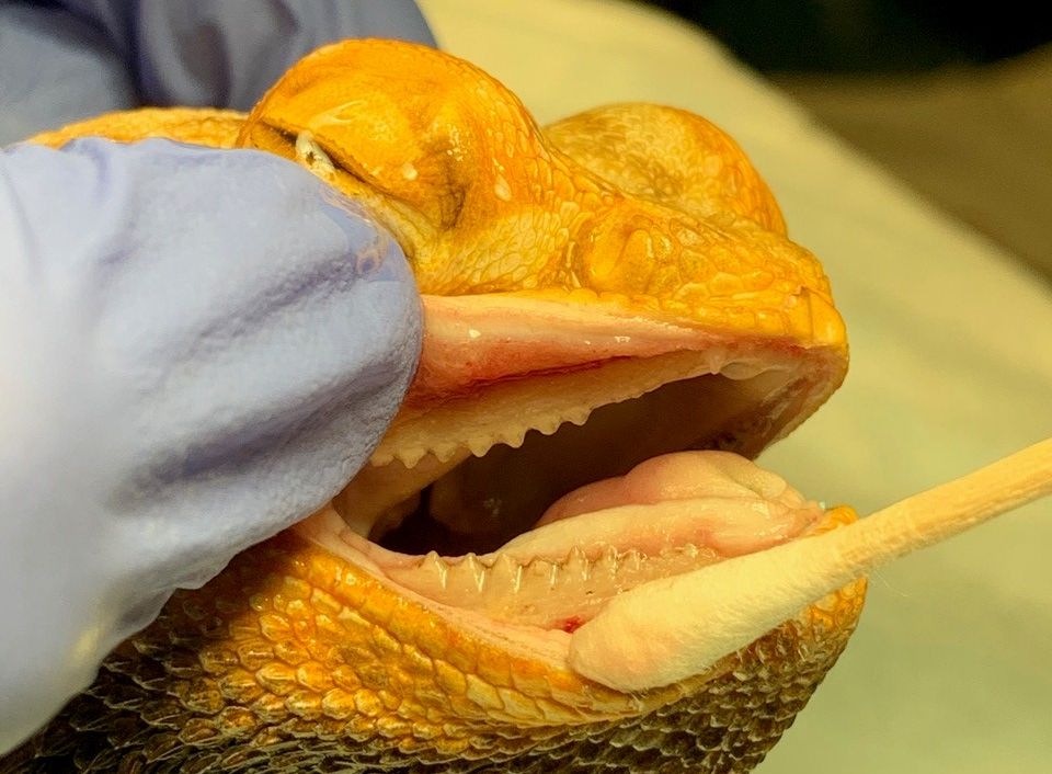 Rex with clean teeth