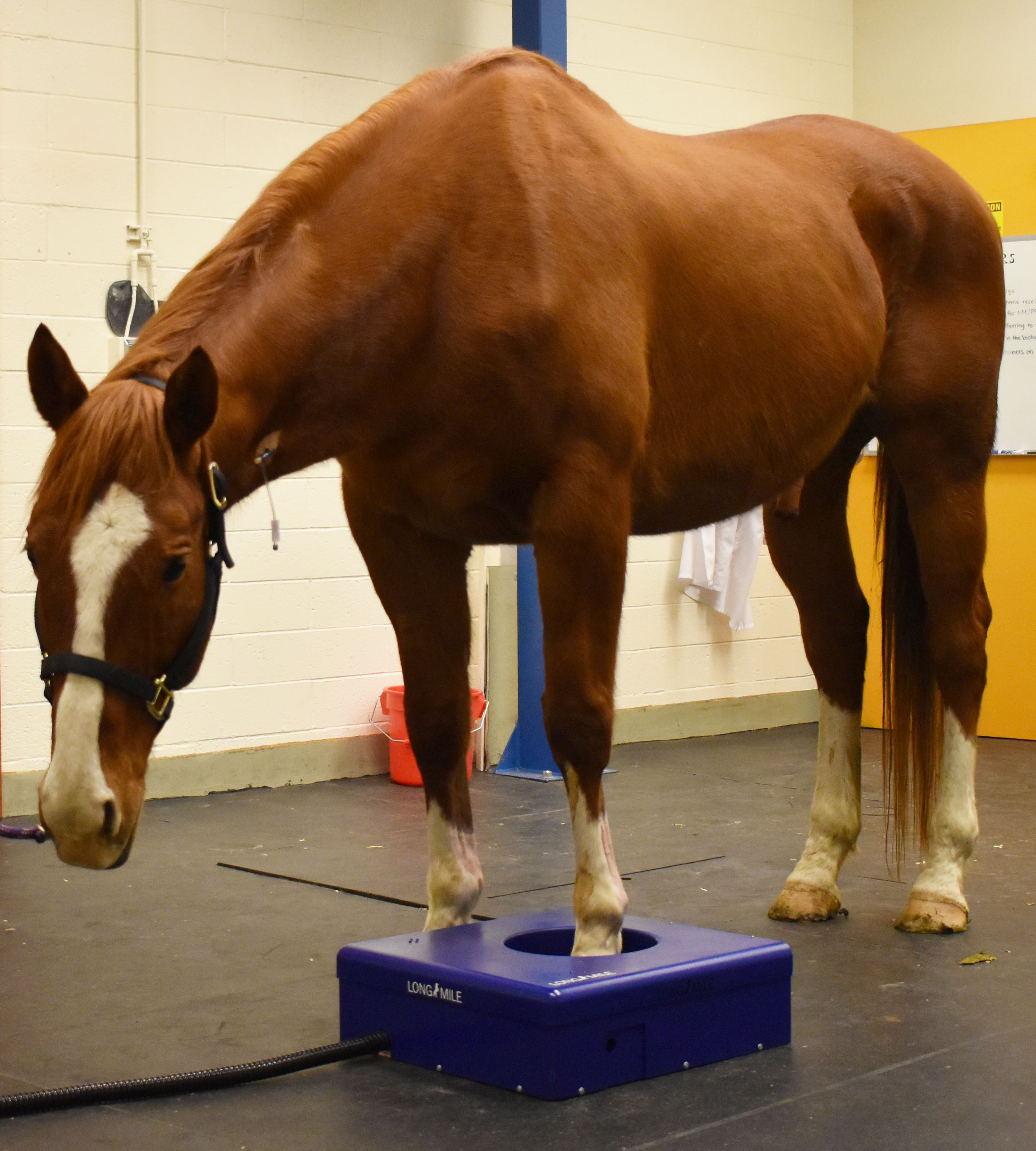 horse staning in PET scanner