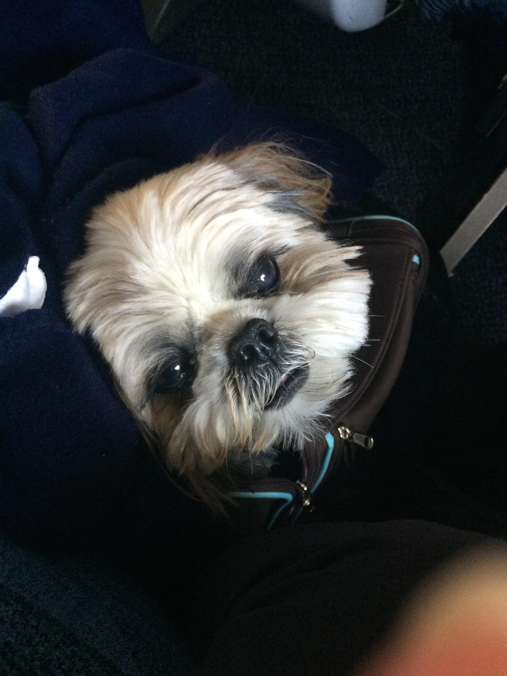 dog on airplane