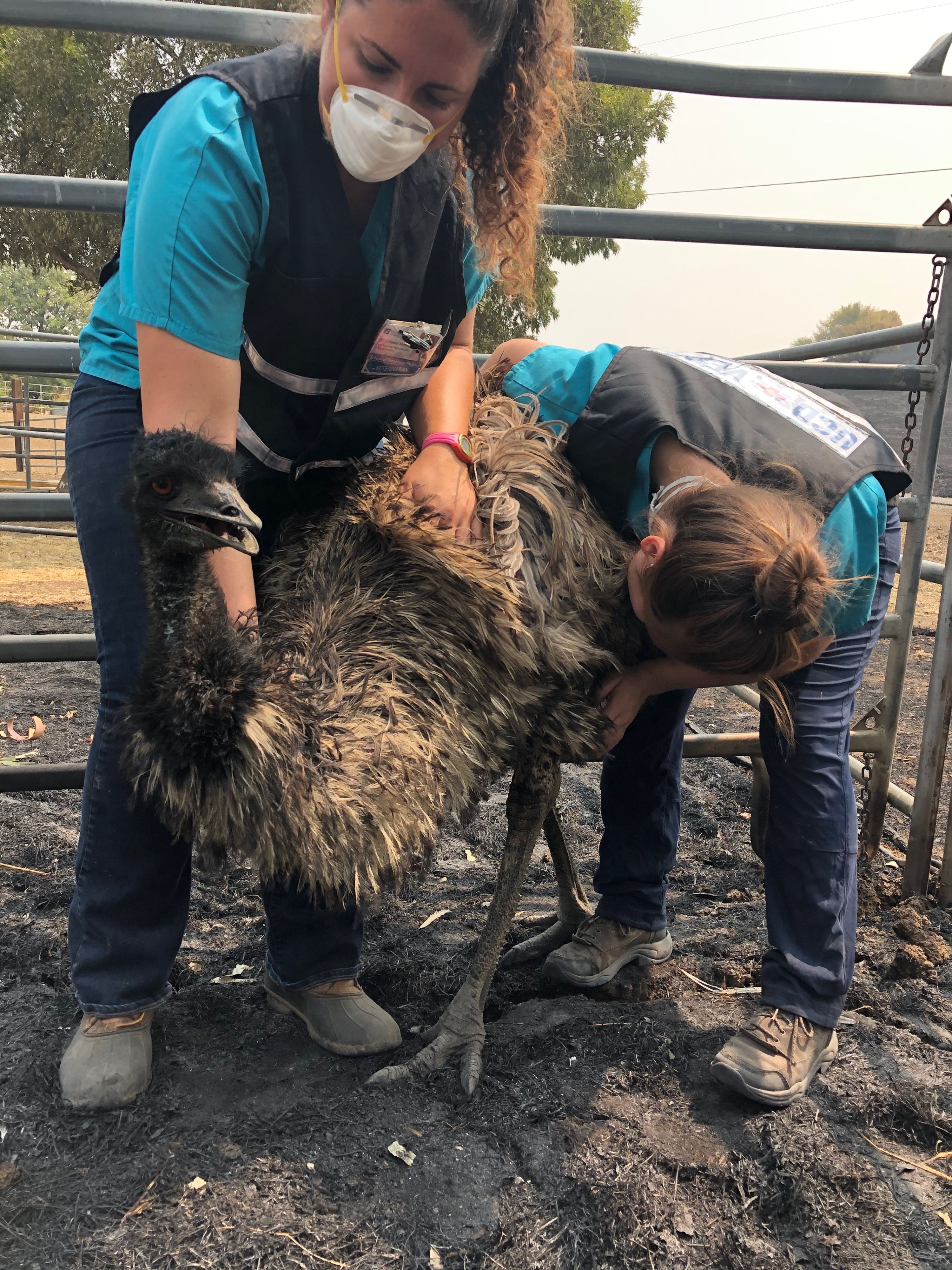 VERET veterinarians treating an emu