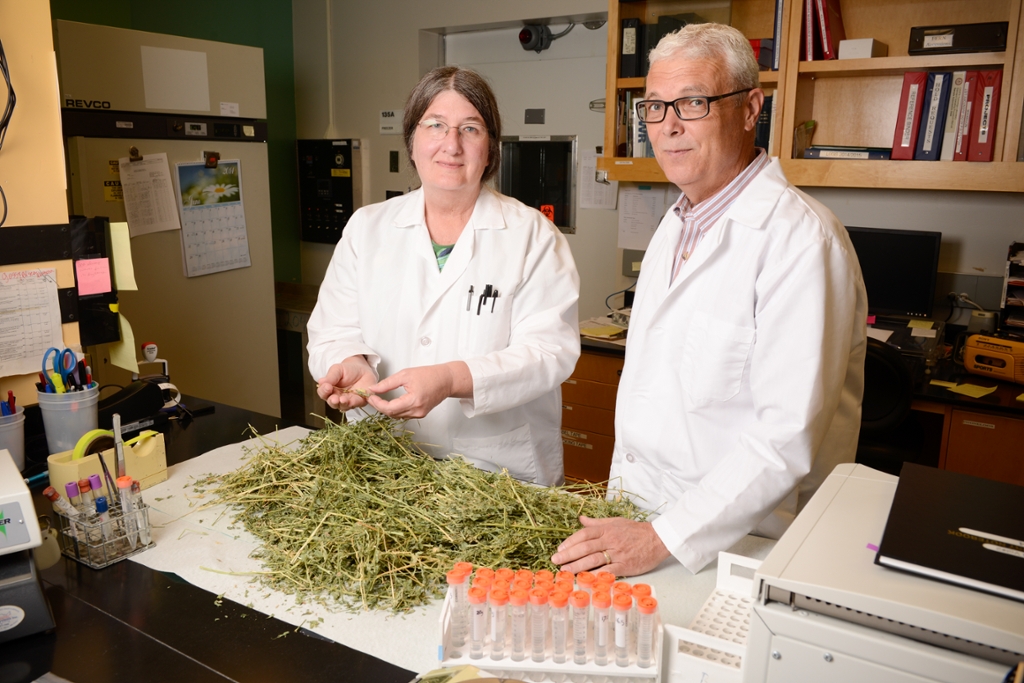 Researcher Marcia Booth and Robert Poppenga, a veterinary toxicologist, inspect drought impacted hay for the presence of toxic weeds at the California Animal Health and Food Safety Toxicology Laboratory which is part of the UC Davis School of Veterinary Medicine.