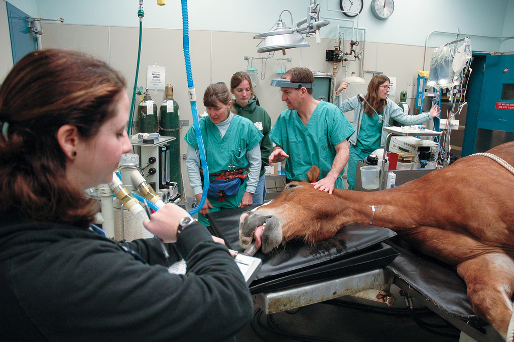 Anesthesia/Critical Patient Care Service