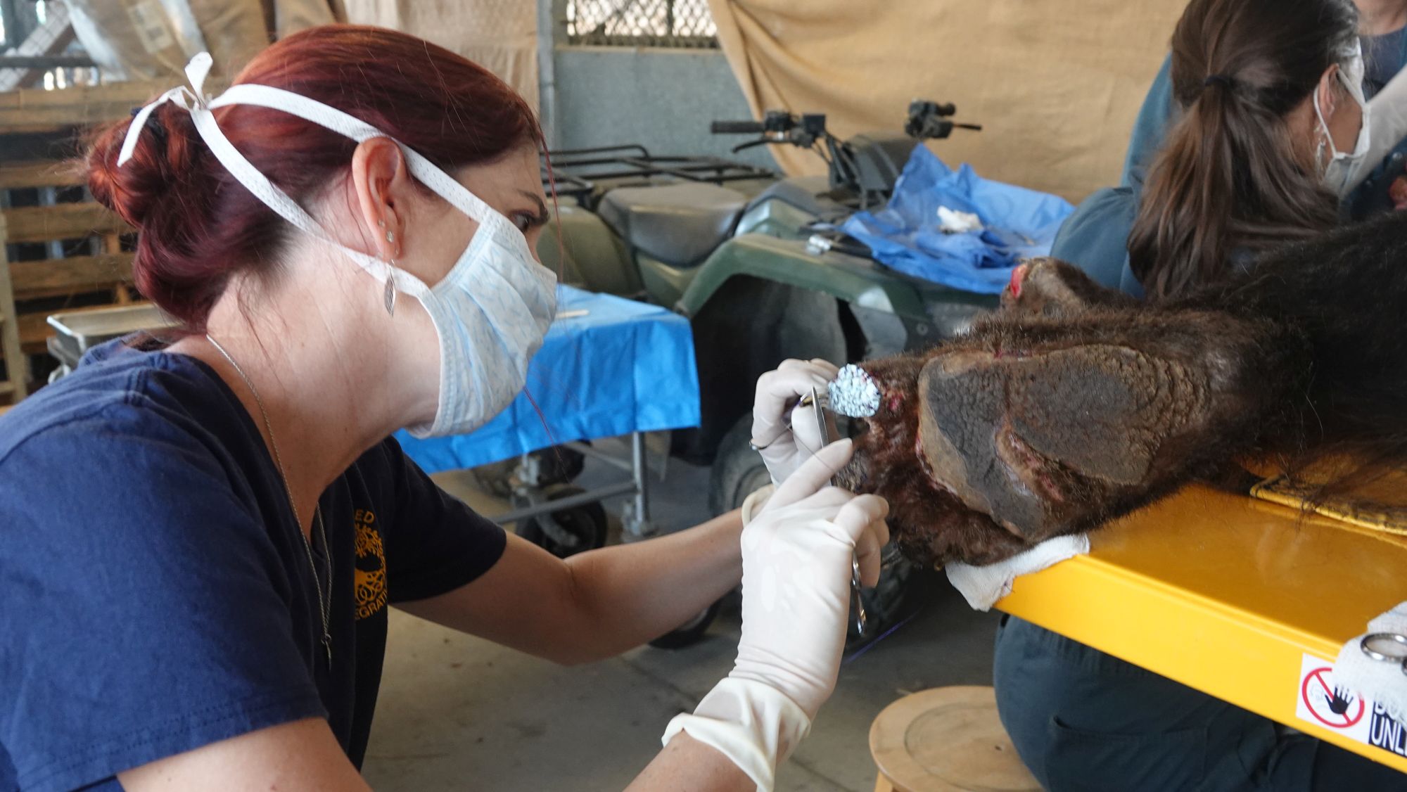 veterinarian treating burned bear paw