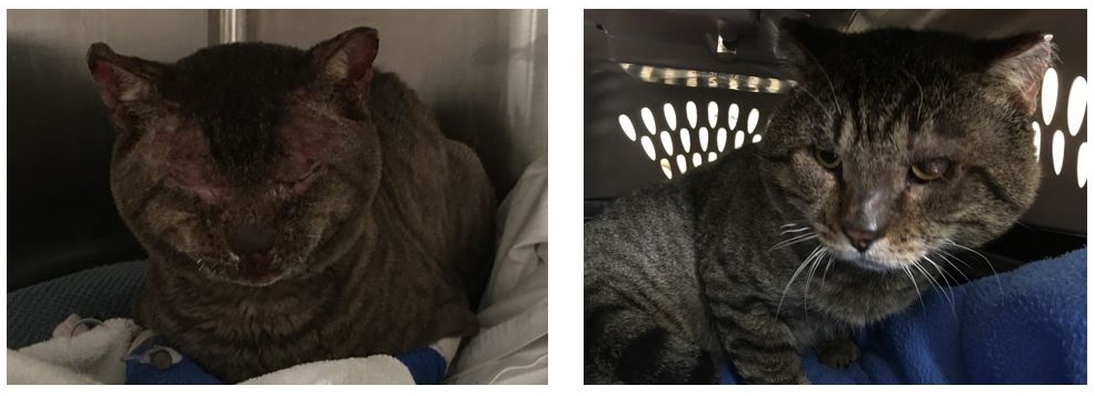 before and after photos of cat's burned face