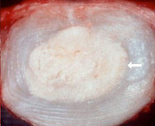 Slipped disc in dogs back legs on sale