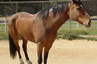 Equine Infectious Disease Research Laboratory