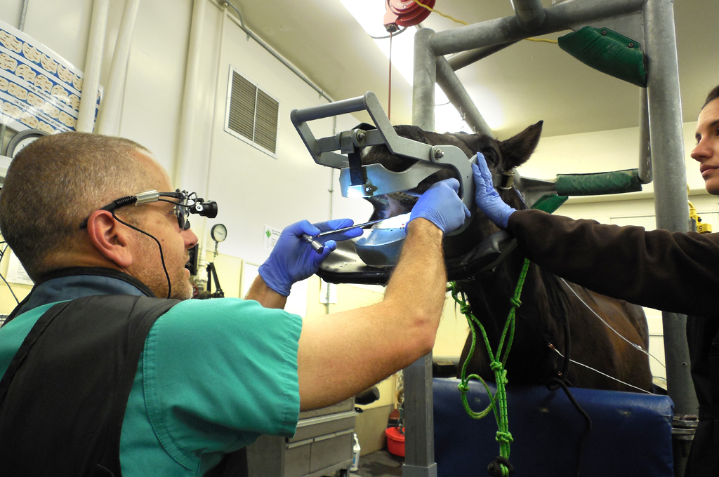 Equine Internal Medicine and Dentistry Service