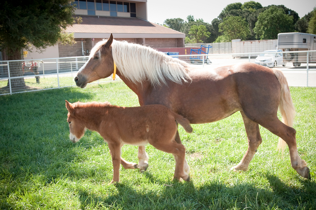 Equine Reproduction Service