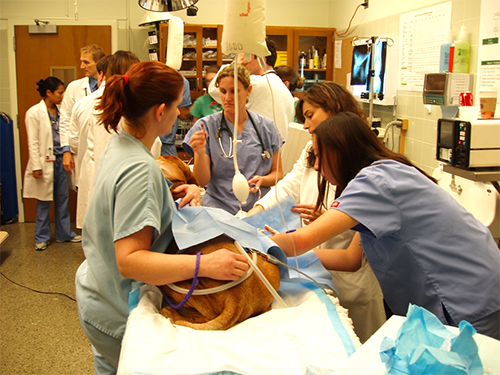 Small Animal School Of Veterinary Medicine