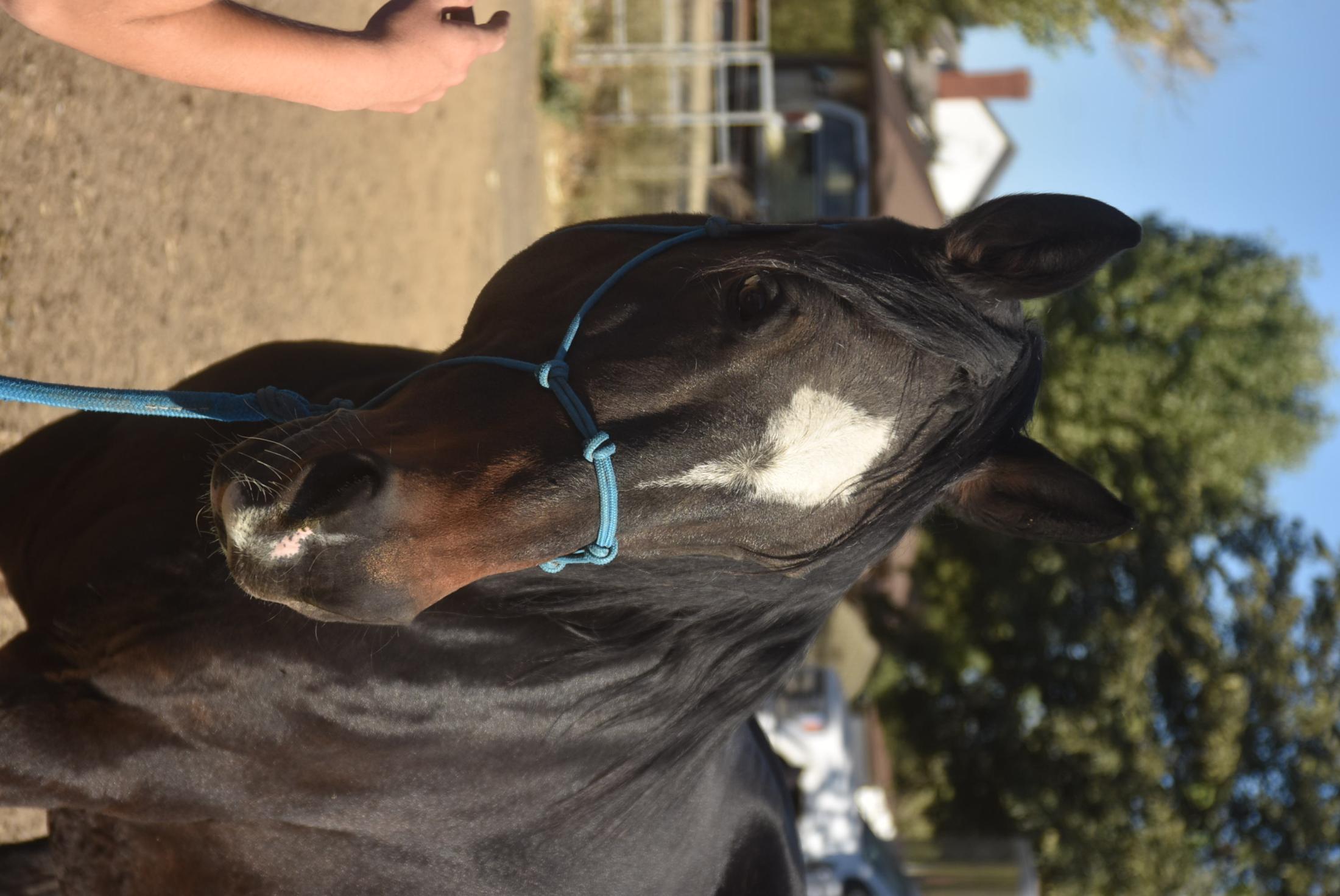 close-up of horse's face