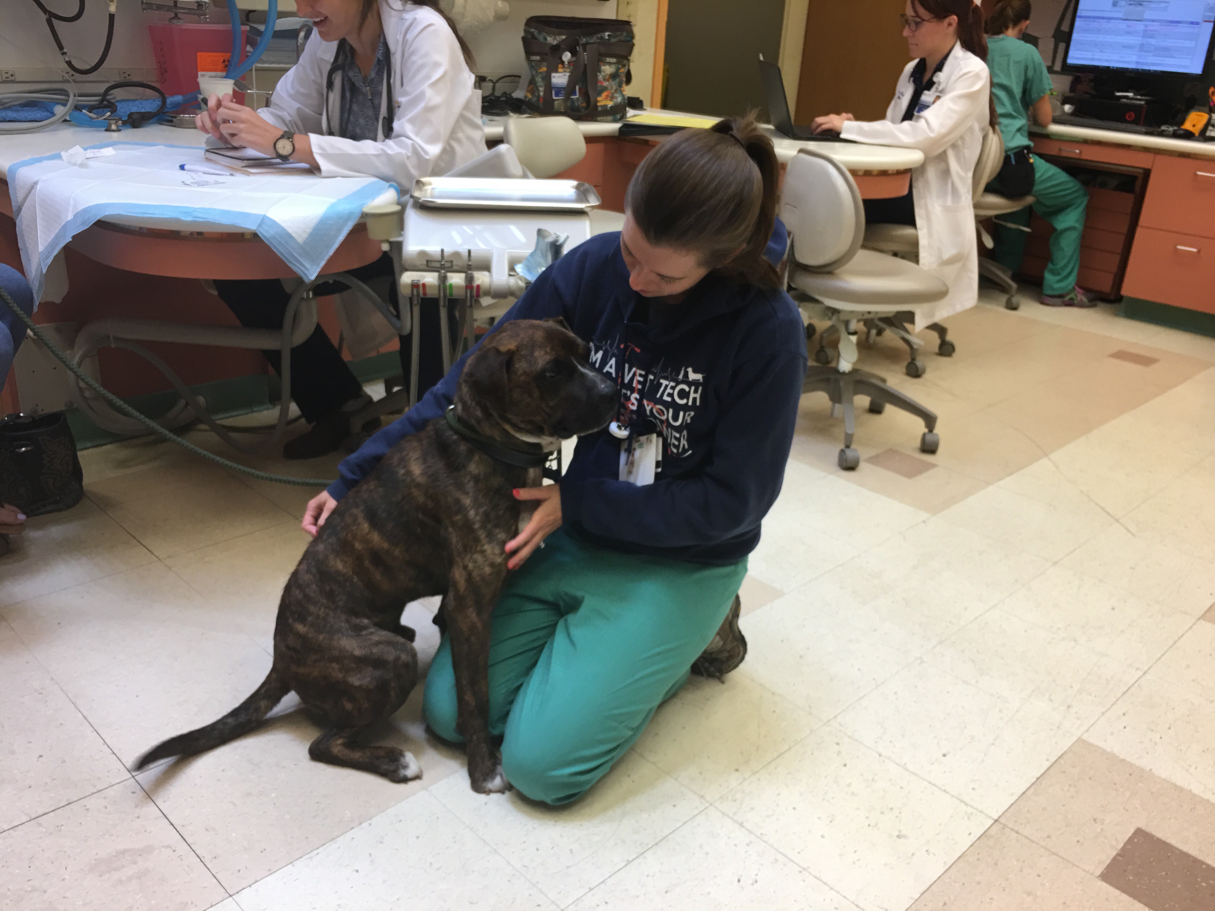 Megan Loscar, RVT, comforts Harvey during a re-check examination following surgery to correct his broken jaw.