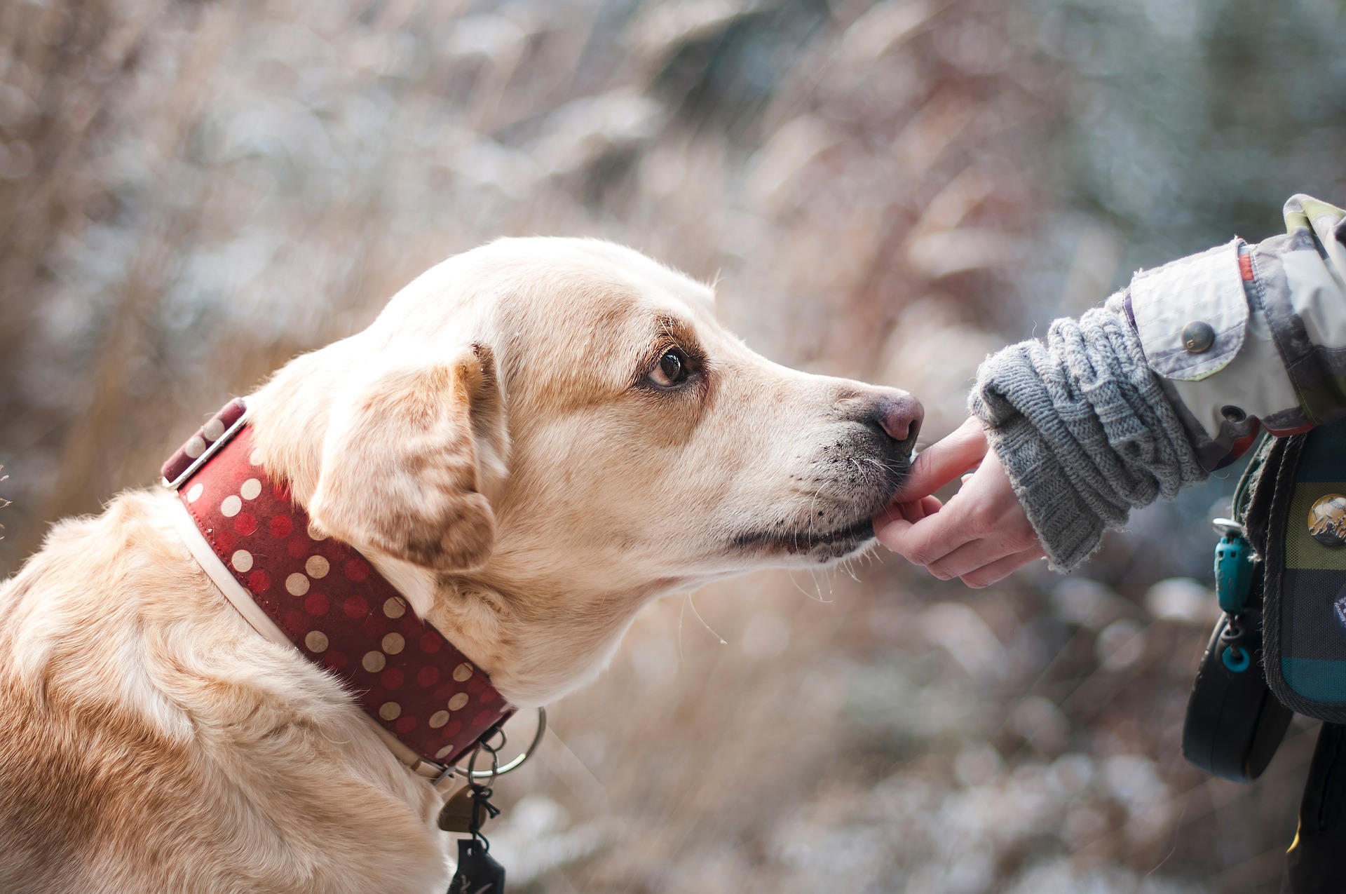 Helping Children Understand Pet Loss