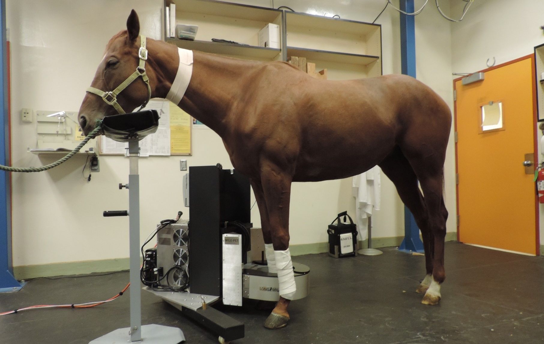 standing equine PET scanner at UC Davis