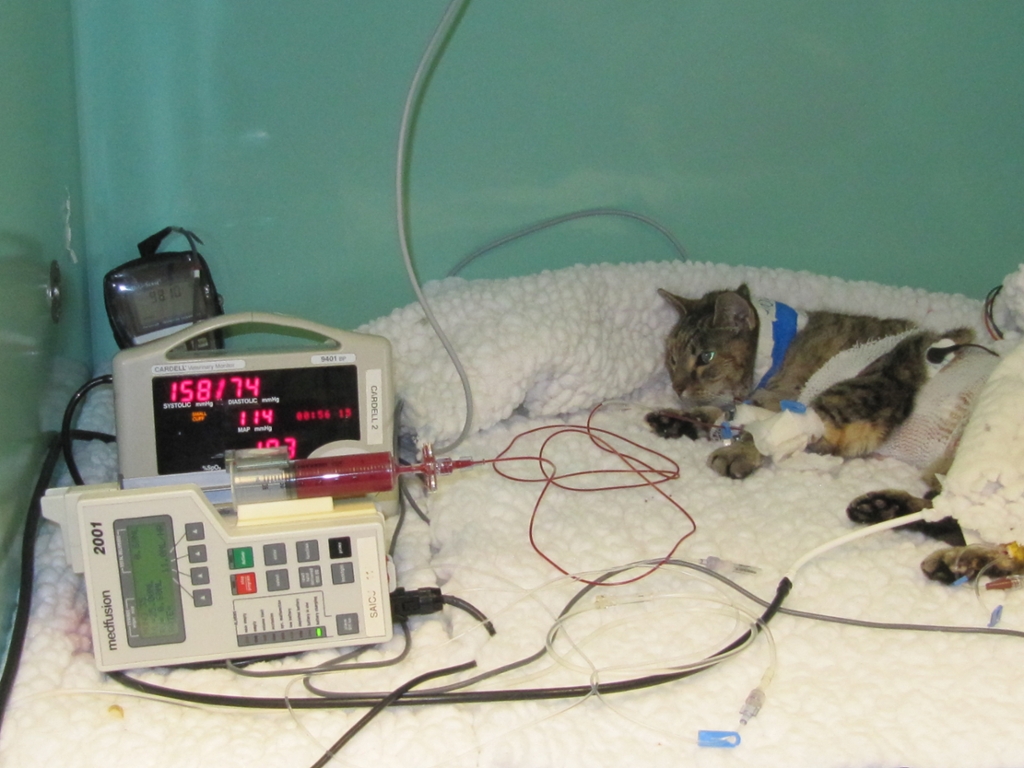 Emergency and Critical Care Service - Intensive Care Unit