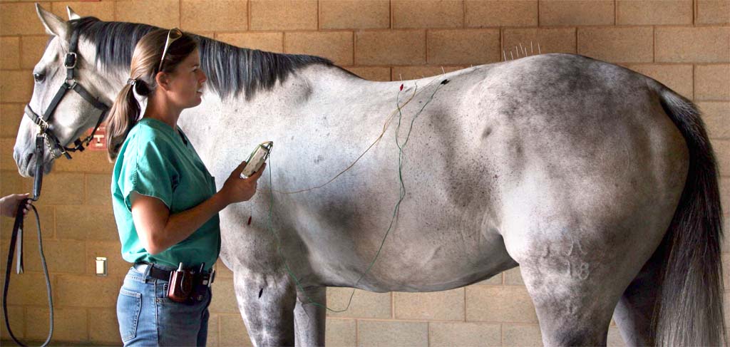 Equine Integrative Sports Medicine Service