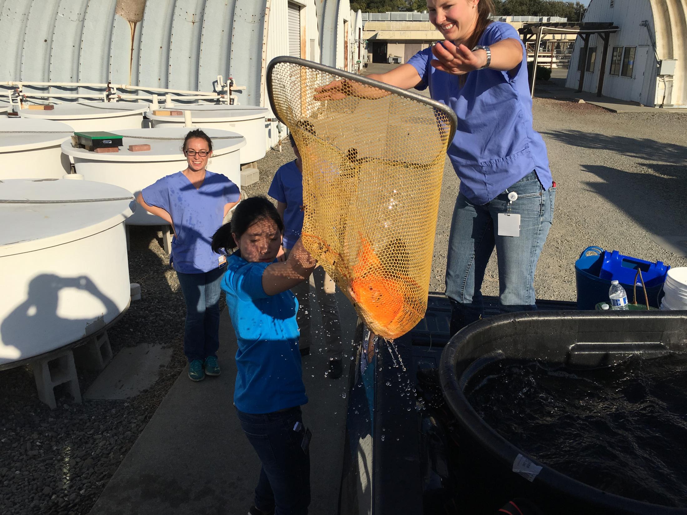 Veterinary students hold koi fish in net