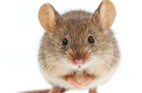 Mouse Biology Program