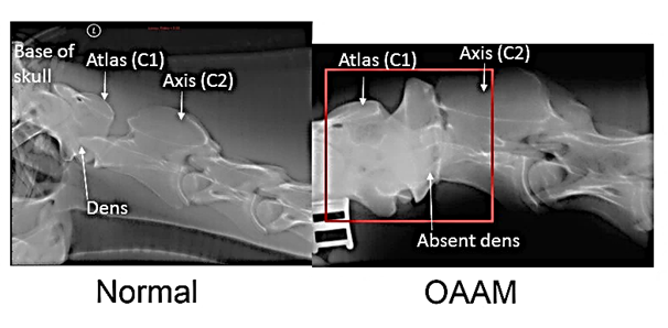 X-ray of malformation of cervical spine in Arabian filly with OAAM (red box indicates affected region). Bordari et al., 2017