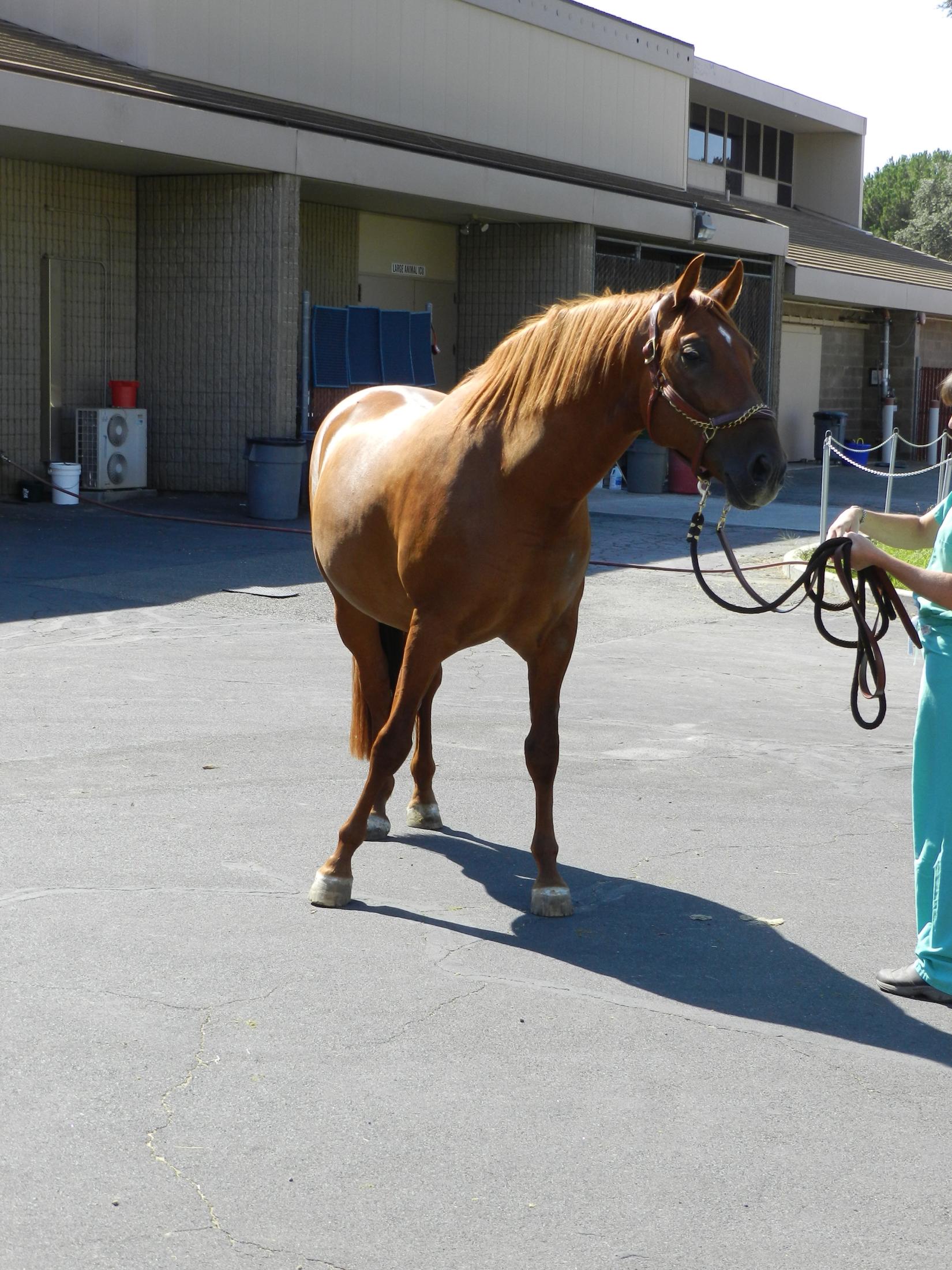 Ataxic horse exhibiting abnormal stance.