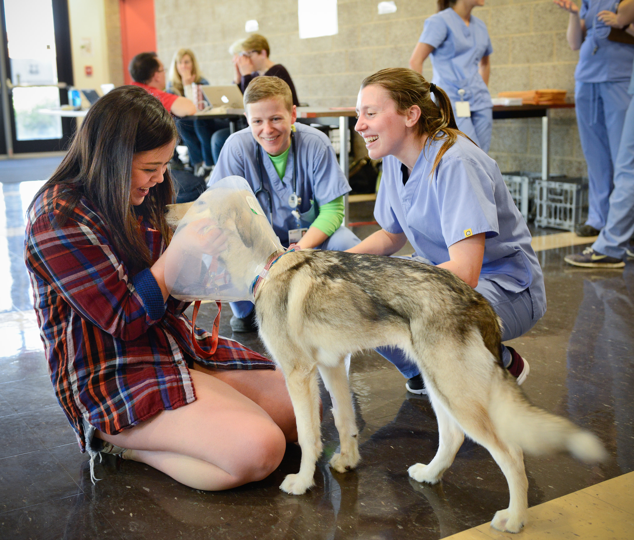 Volunteering at an animal shelter