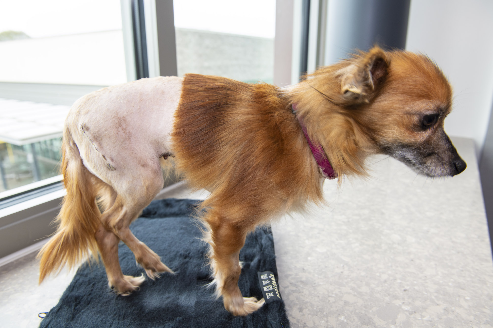 small pup with shaved back right end after surgery