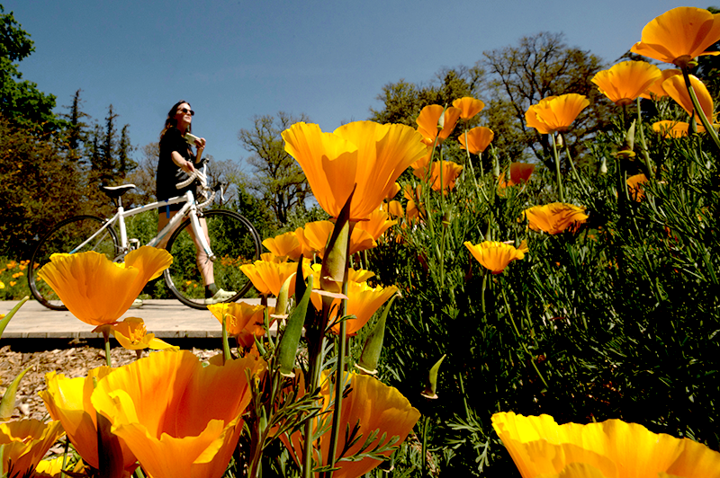 Poppies and a bicycle