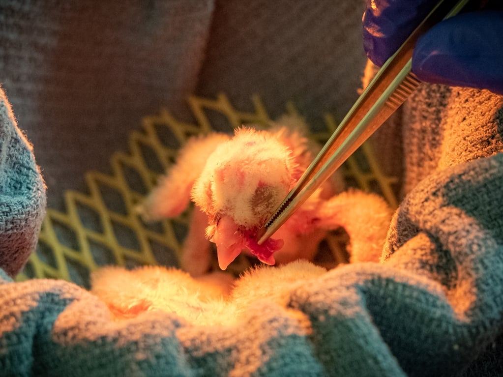  The chicks were hand-fed using tiny tweezers