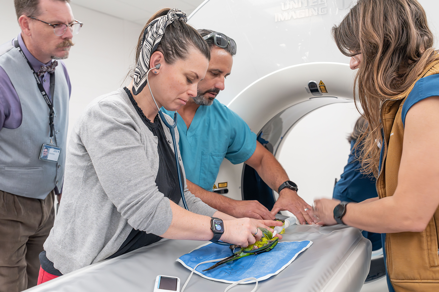 Veterinarians prepare a parrot for a CT scan.