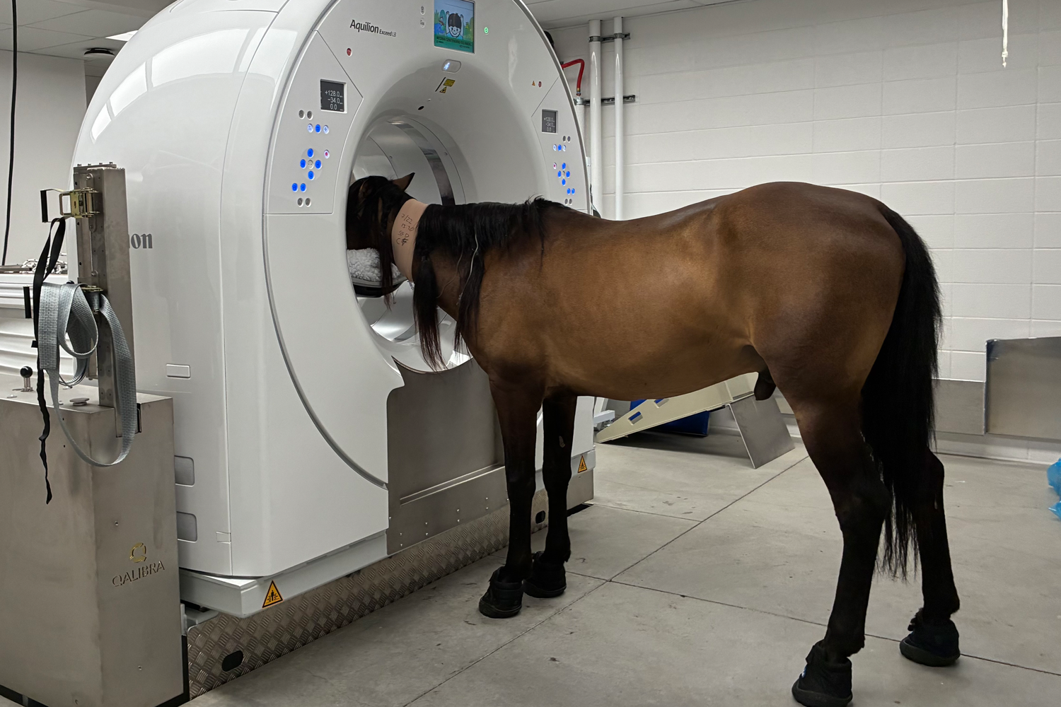 A horse standing with its head in a CT scanner.