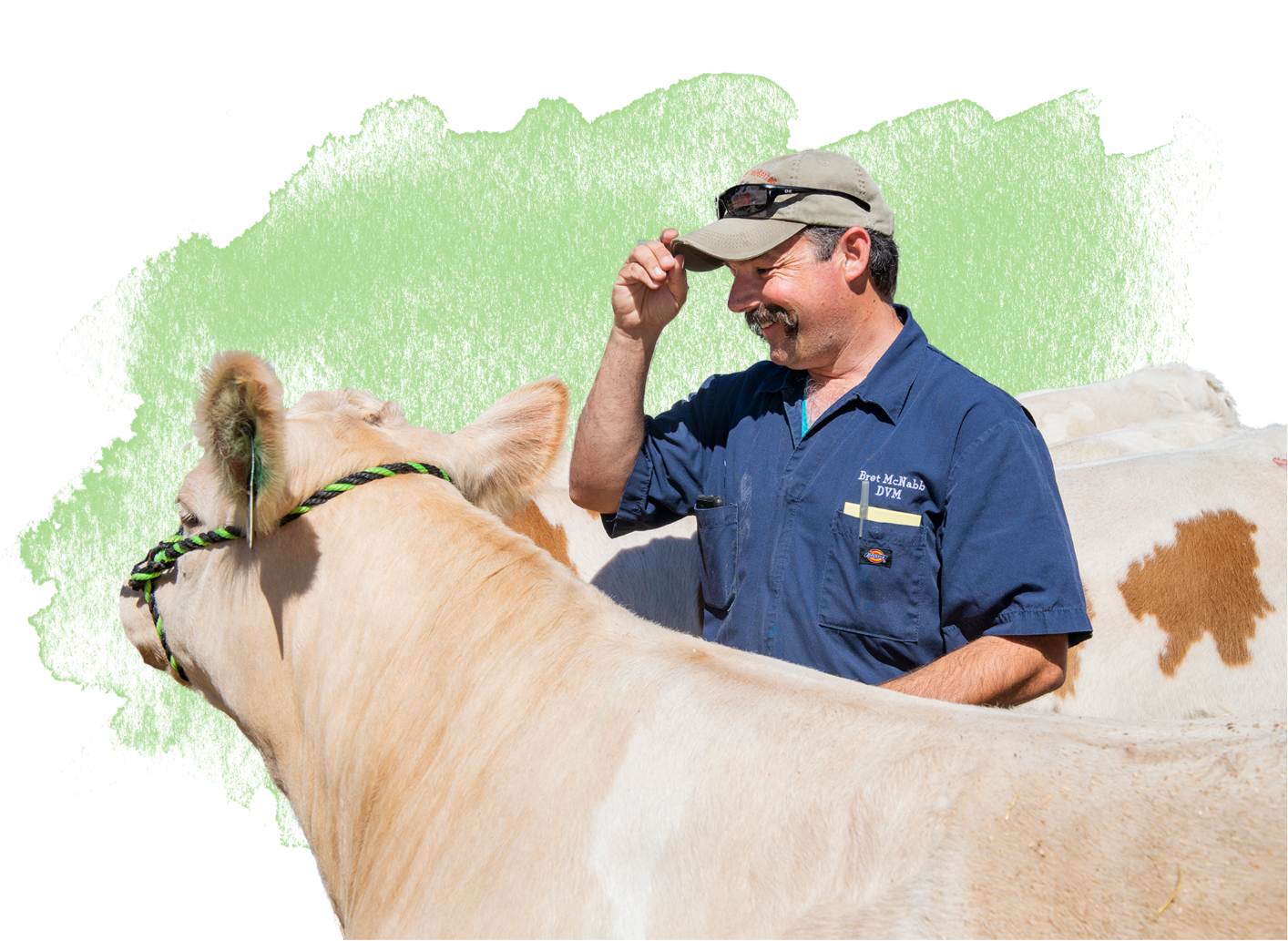 Veterinarian with cow.