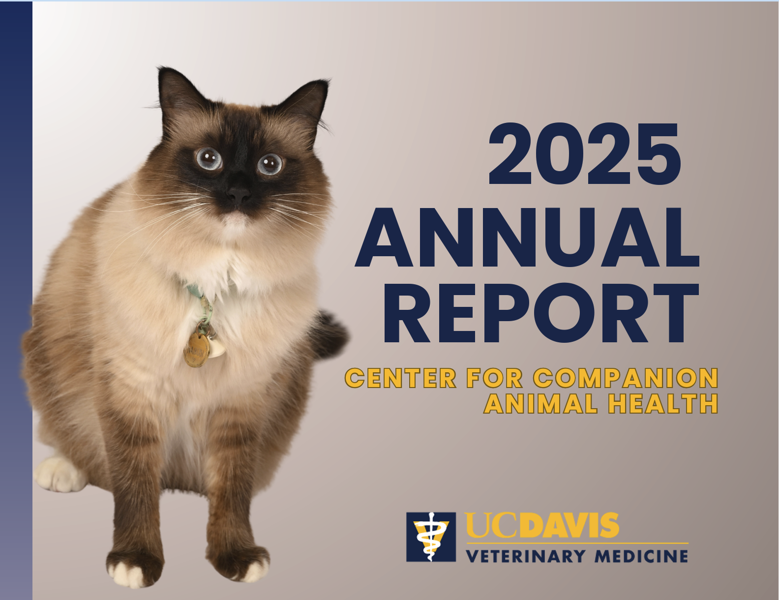 CCAH Annual report cover for 2025 shows a fluffy cat with a dark face and blue eyes sits beside a text block about a report.