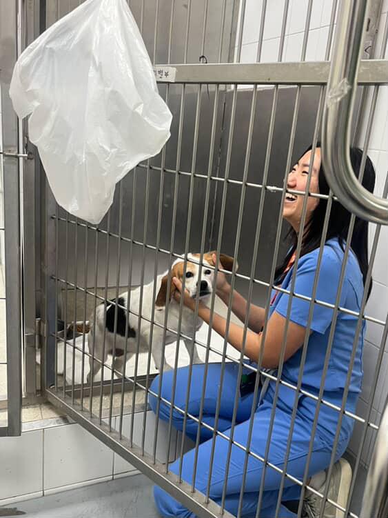 A vet holding a dog in a holding kennel.