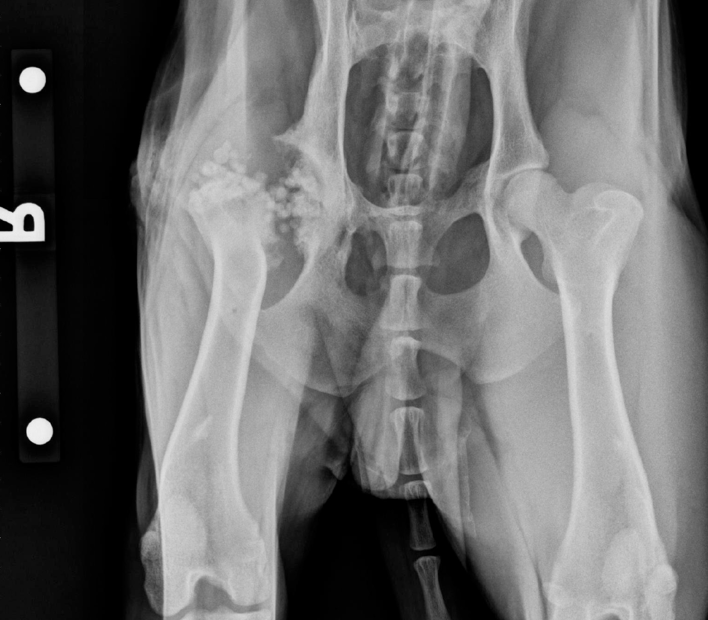 Dexter - Results of FHO and bone infection seen on a radiograph