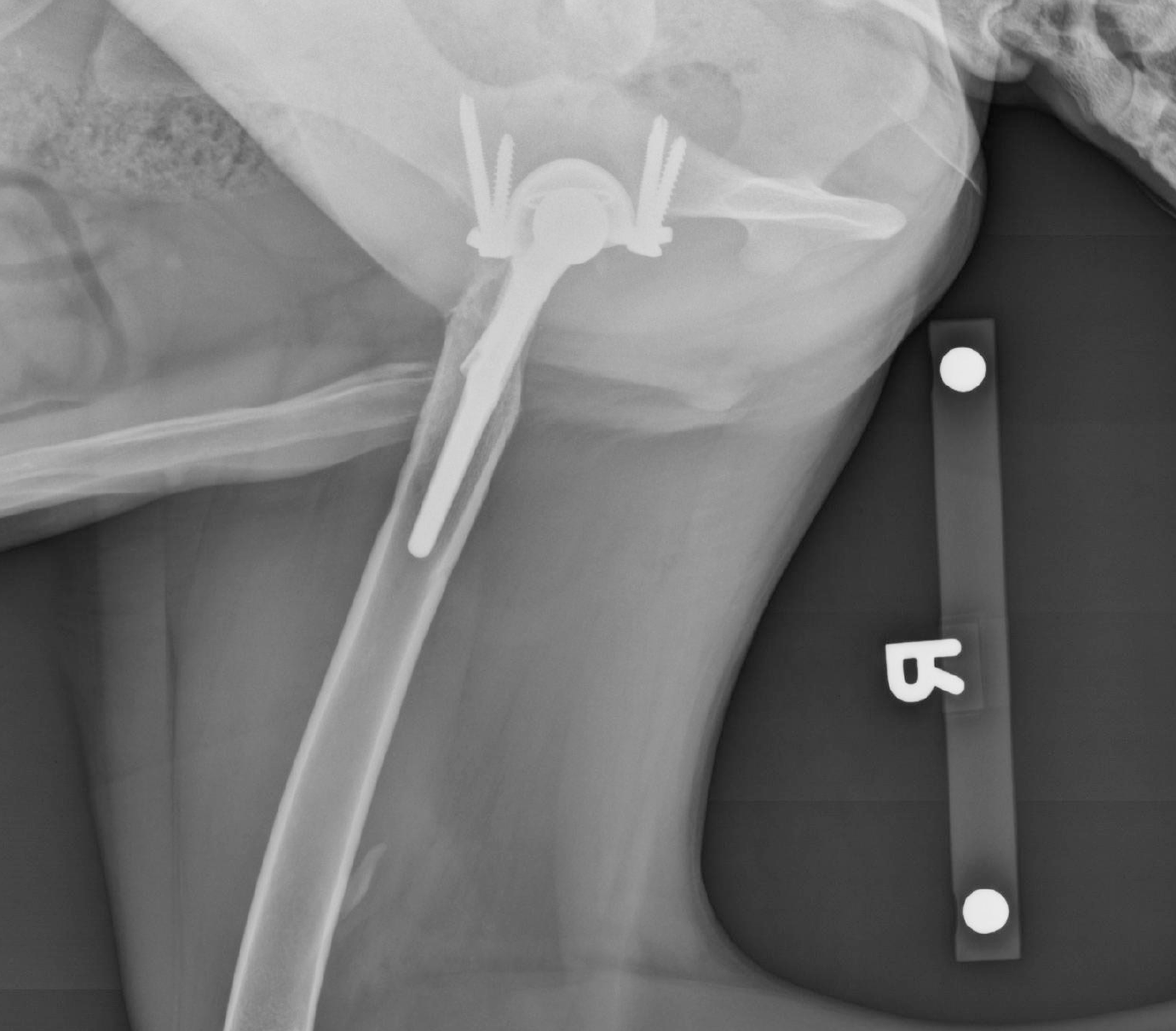 Dexter - Radiograph showing custom implant after surgery