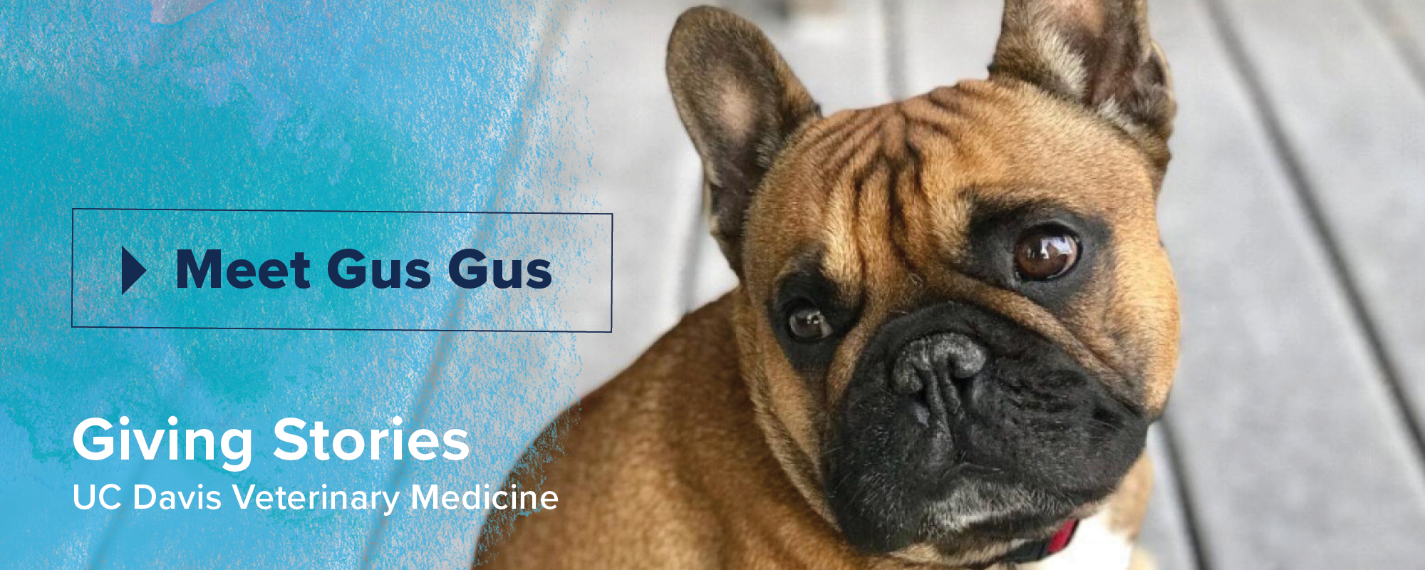 Meet Gus Gus