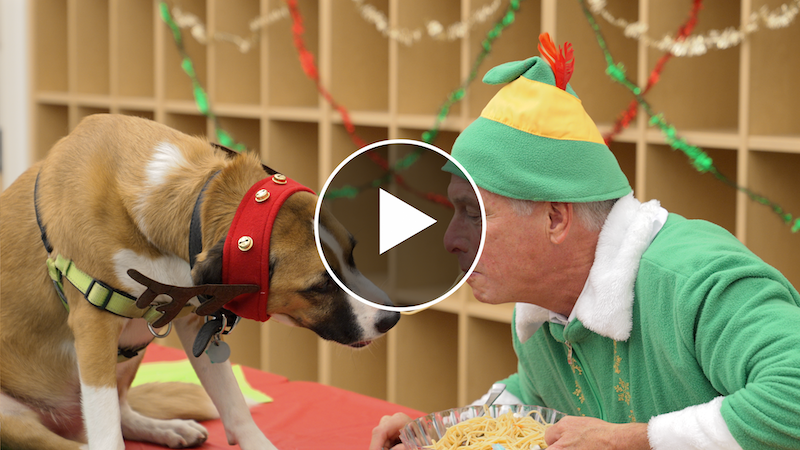 Cover of a Minute with Mark video short showing Dean Stetter dressed as an elf sharing a plate of spaghetti with a dog.