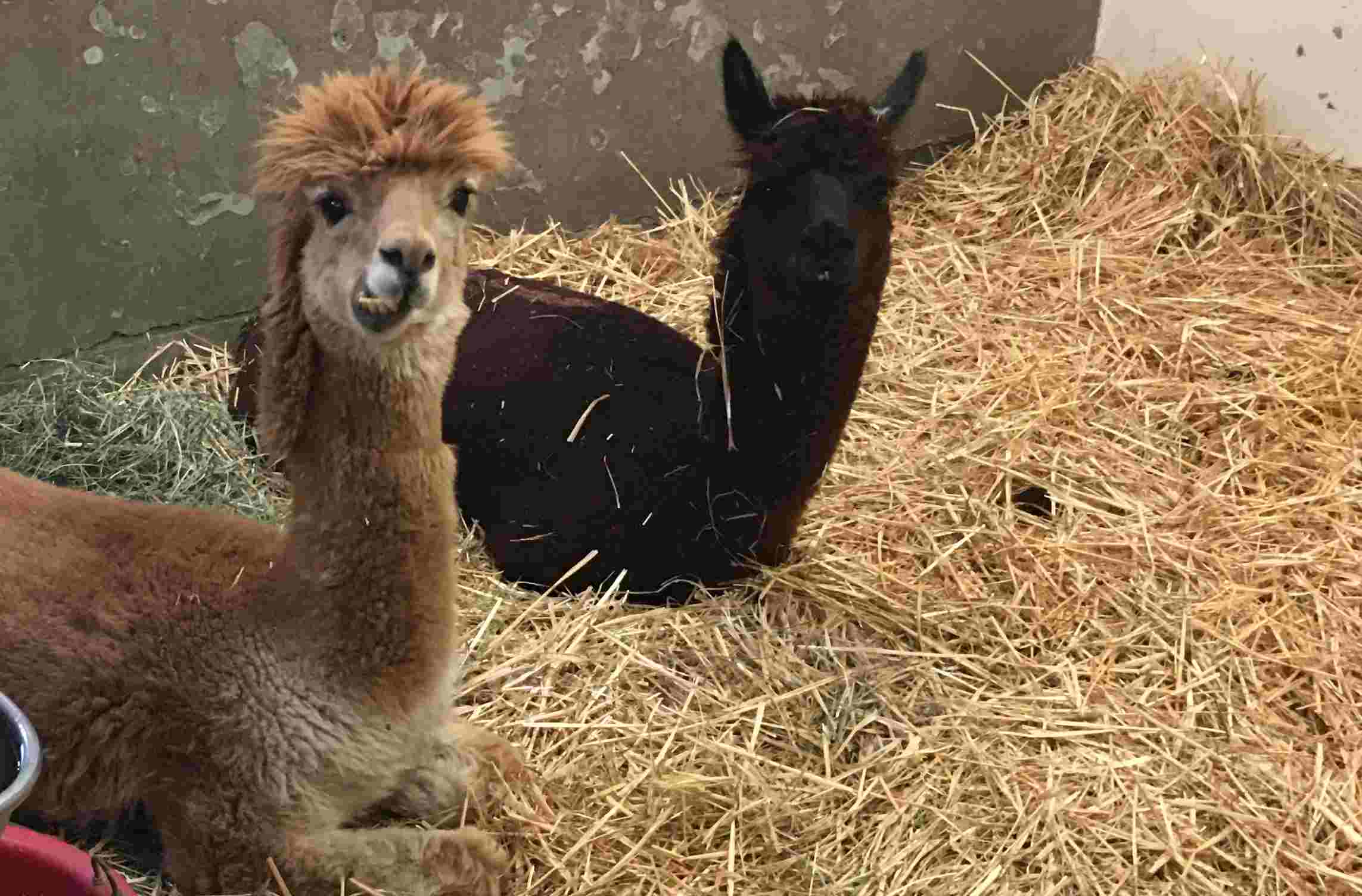two alpacas in a barn stall at UC Davis veterinary hospital