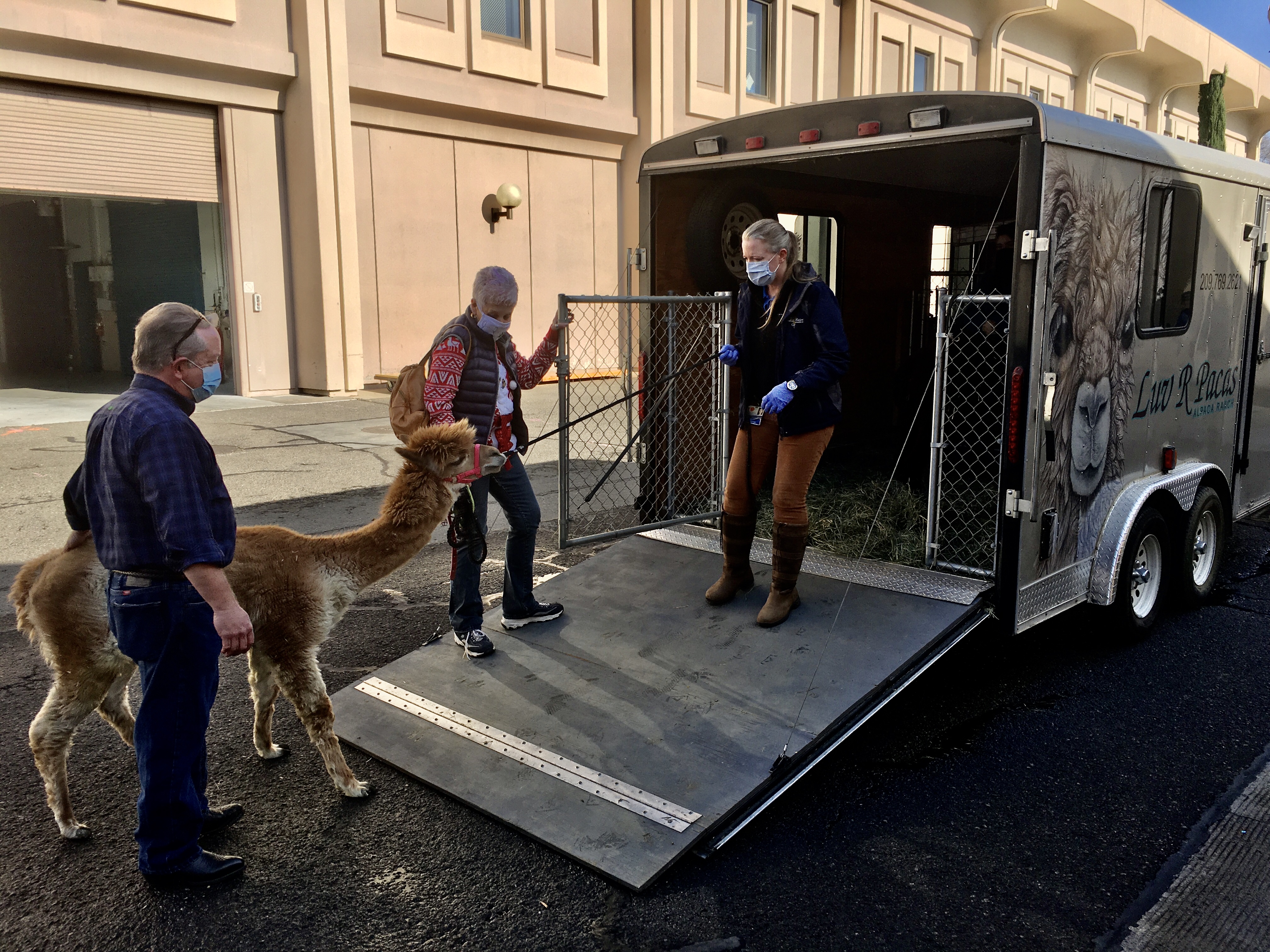 alpaca being loaded into trailer at UC Davis veterinary hosptial