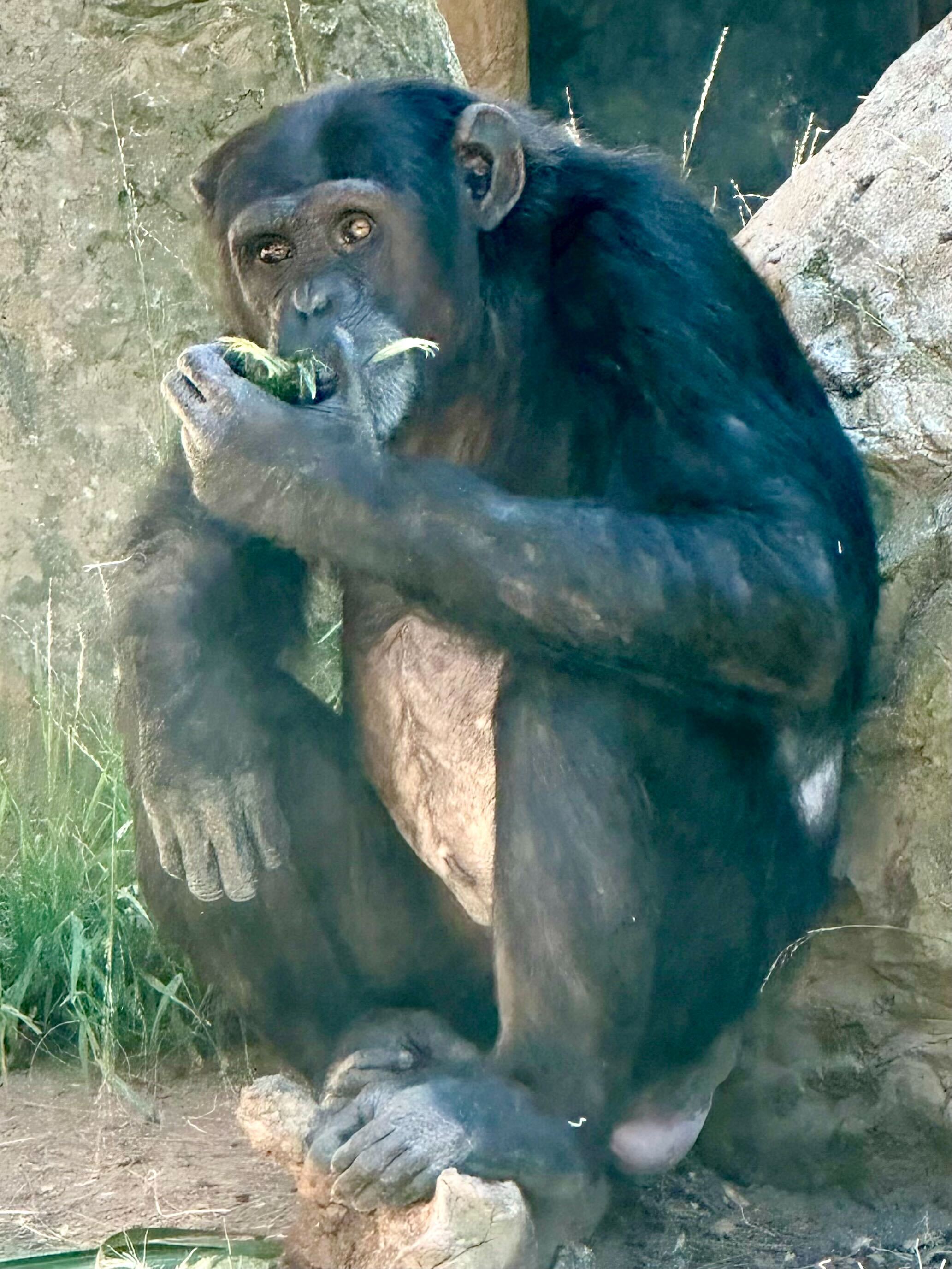 Maria the chimp in her enclosure