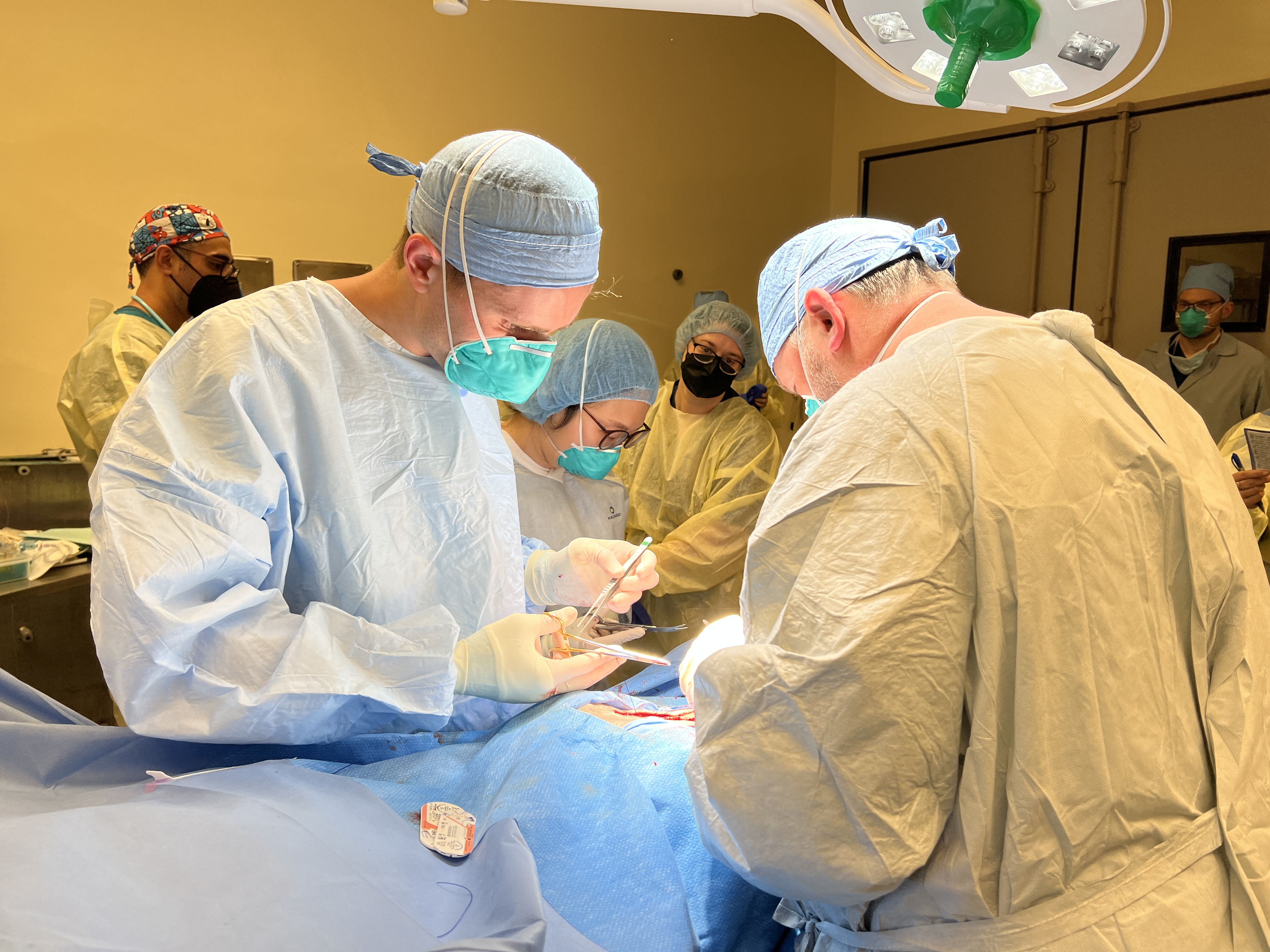 veterinary surgical team 