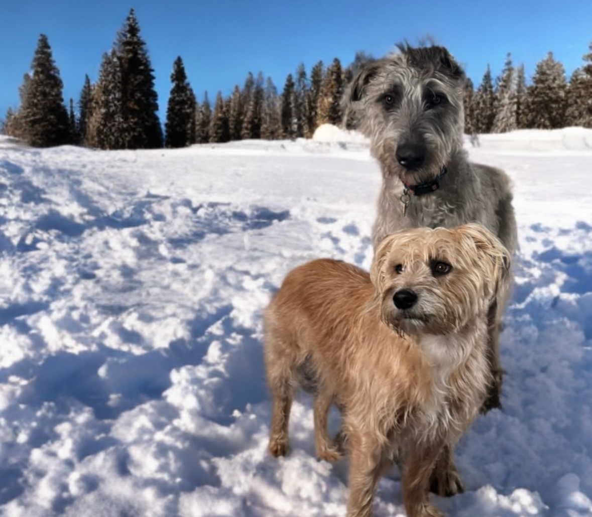 Two scruffy dogs in deep snow with evergreen trees and blue sky
